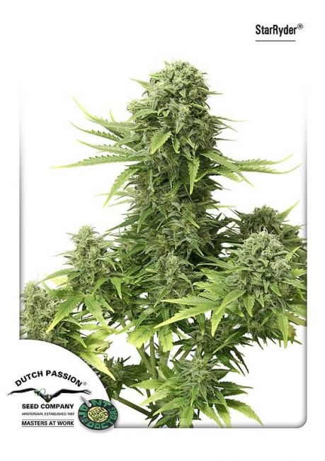 Dutch Passion StarRyder Auto Feminised Seeds