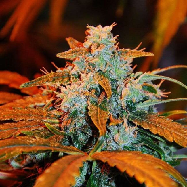 G13 Labs Berry Auto Feminised Seeds