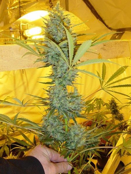 Mr Nice Seedbank Critical Haze Regular Seeds