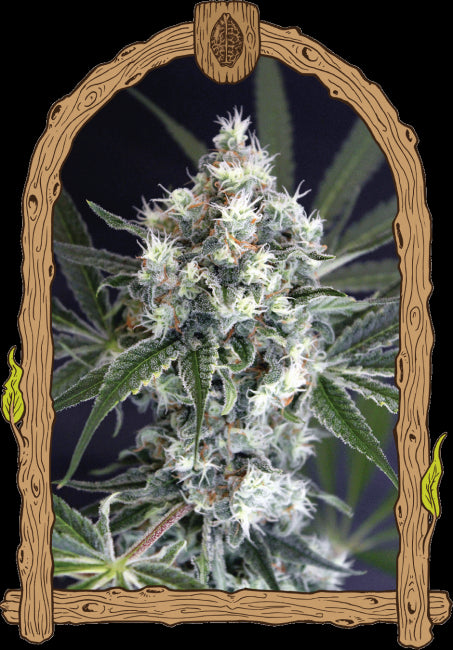 Exotic Seed Medxotic Pure CBD Feminised Seeds