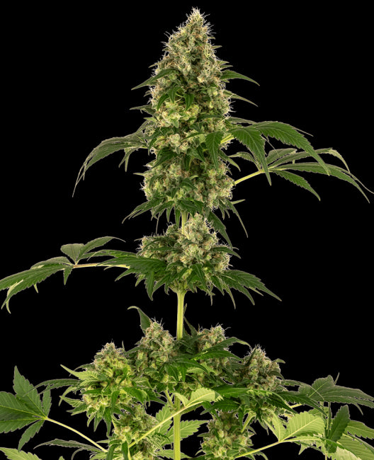 Sensi Seeds Cobalt Haze Feminised Seeds