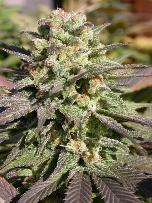 Serious Seeds Warlock Feminised Seeds