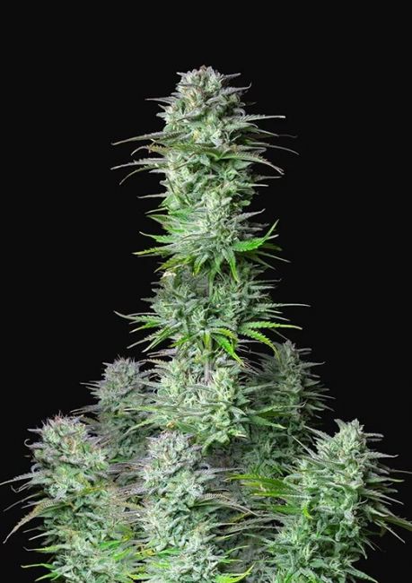 FastBuds Kosher Cake Auto Feminised Seeds