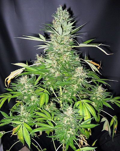 Mr Nice Seedbank Master Kush x Skunk Regular Seeds