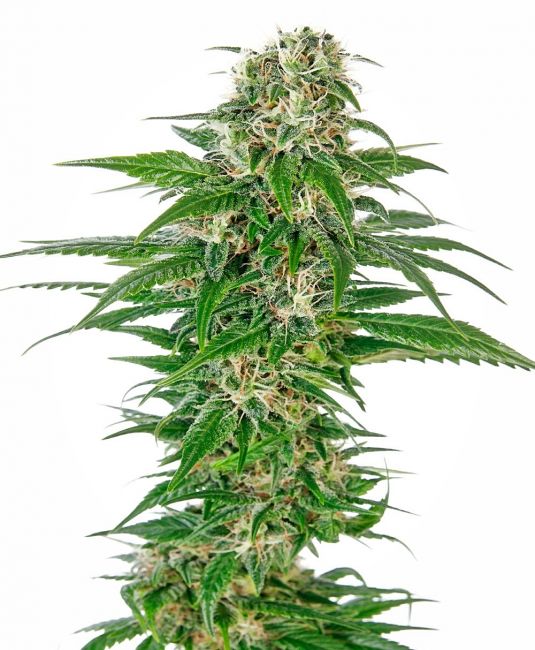 Sensi Seeds Early Skunk Auto Feminised Seeds