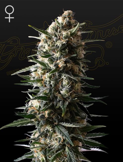 Greenhouse Seed Co. Bubba Slush Feminised Seeds