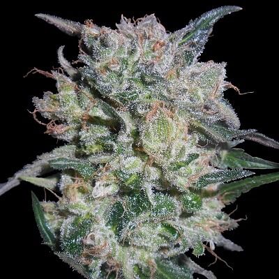 Ace Seeds Zamaldelica x Kali China Feminised Seeds