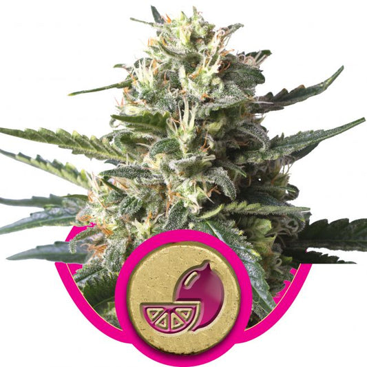 Royal Queen Seeds Lemon Shining Silver Haze Feminised Seeds