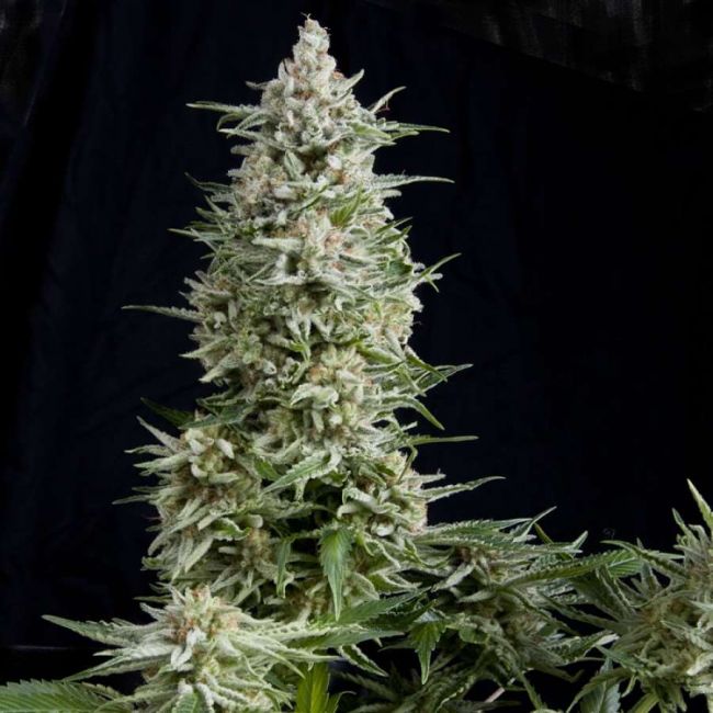 Pyramid Seeds Amnesia Gold Feminised Seeds