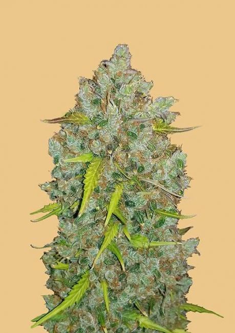 FastBuds Original BubbleGum Auto Feminised Seeds