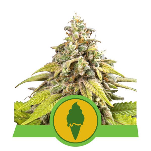 Royal Queen Seeds Green Gelato Auto Feminised Seeds