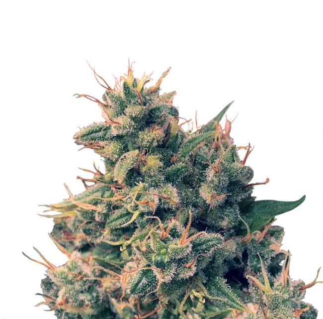 Ace Seeds Guawi Regular Seeds