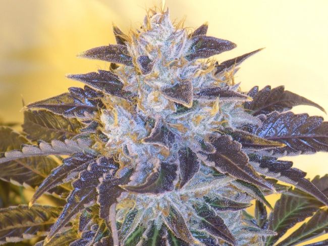 Cali Connection Grape OG Feminised Seeds