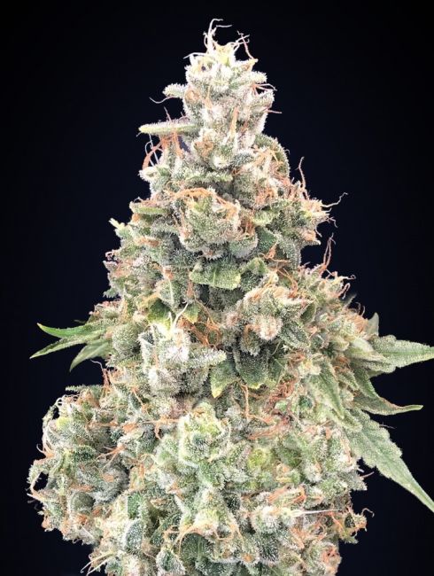 00 Seeds California Kush FAST Feminised Seeds