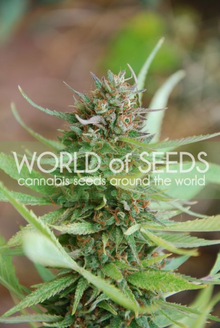 World of Seeds Strawberry Blue Feminised Seeds