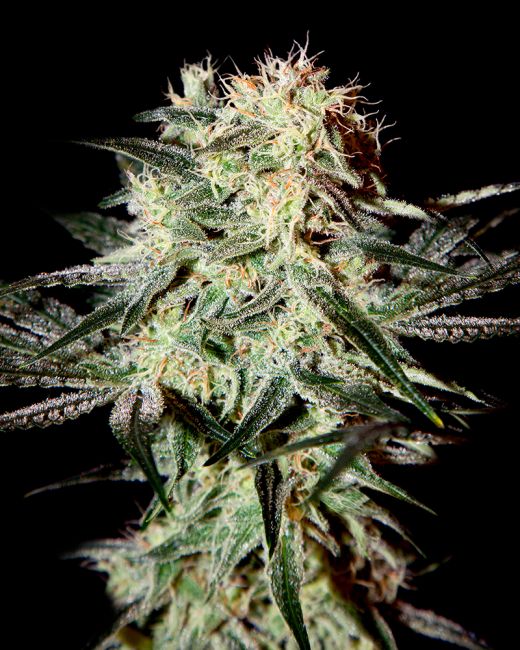 Greenhouse Seed Co. Arjan's Strawberry Haze Feminised Seeds