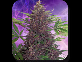 Buddha Seeds Purple Kush Auto Feminised Seeds