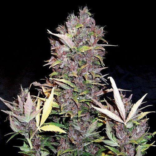 Doctor's Choice Purple Ryder Auto Feminised Seeds