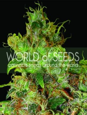 World of Seeds Northern Light x Skunk Feminised Seeds