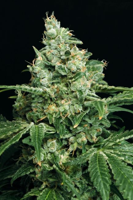 Exotic Seed Sir Jack Feminised Seeds