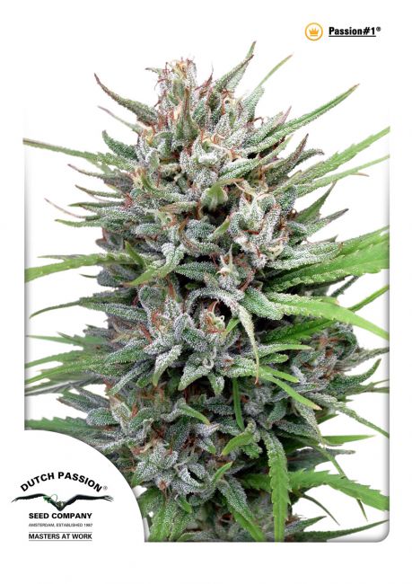 Dutch Passion Passion #1 Feminised Seeds