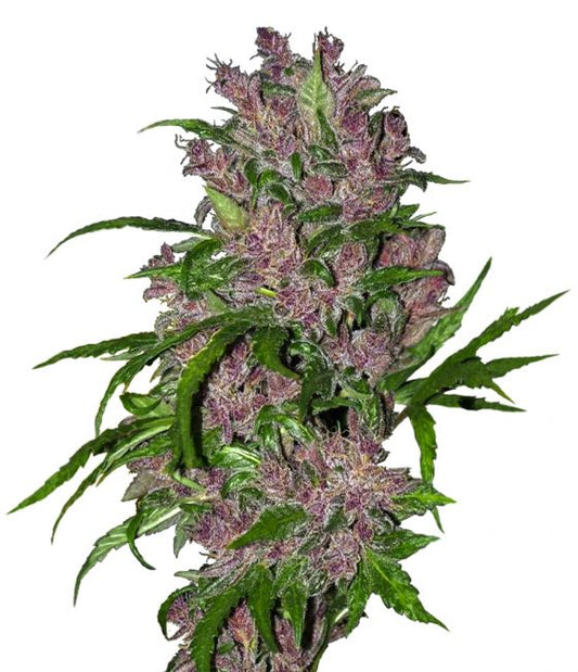 White Label Seed Company Purple Bud Auto Feminised Seeds