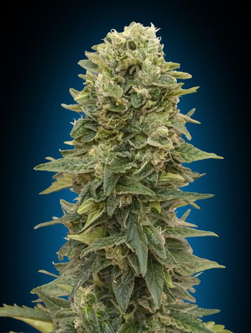 00 Seeds Afghan Mass Auto Feminised Seeds