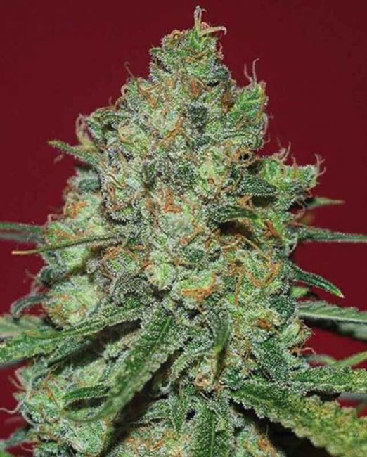 Expert Seeds Clinical White CBD Feminised Seeds