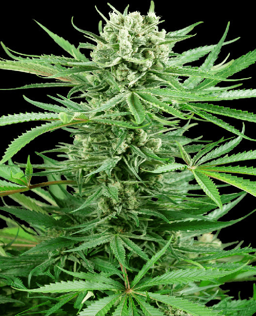 Sensi Seeds Papi Chulo OG Feminised Seeds