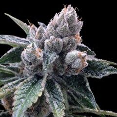 DNA Genetics White Walker Kush Feminised Seeds