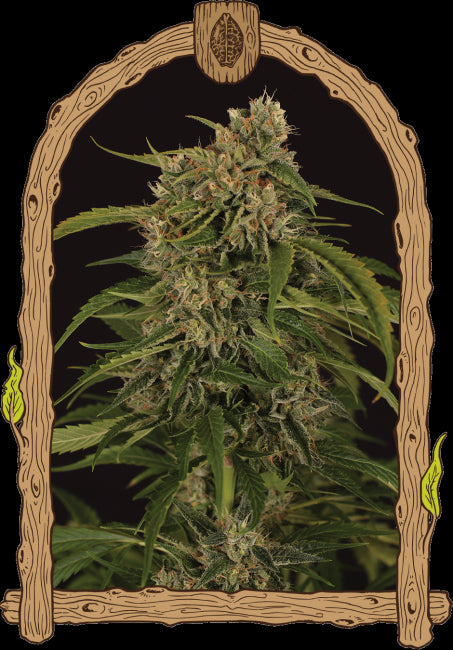 Exotic Seed Sir Jack Pure CBD Auto Feminised Seeds