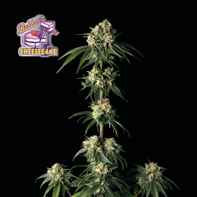 Seedsman Bubba Cheesecake Feminised Seeds