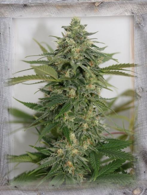 Garden Of Green Amnesia Lemon Pie Feminised Seeds