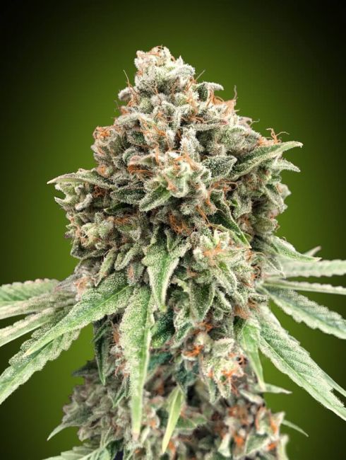 00 Seeds Sweet Critical FAST Feminised Seeds