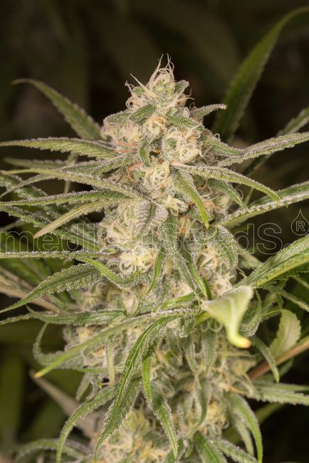 Medical Seeds No Name Auto Feminised Seeds