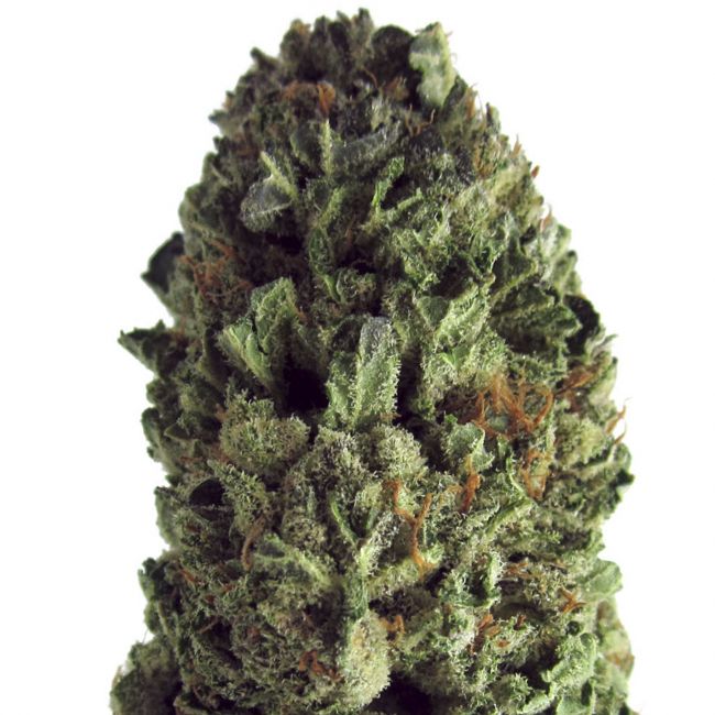 Heavyweight Seeds Budzilla Feminised Seeds