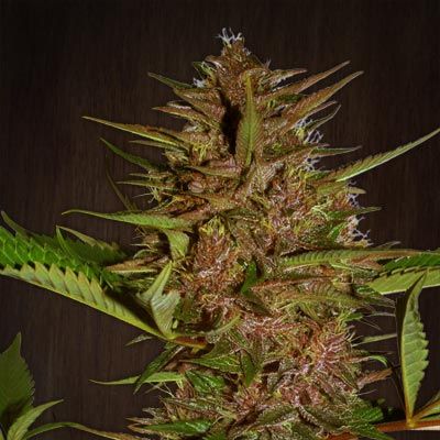 Ace Seeds Pakistan Chitral Kush Regular Seeds