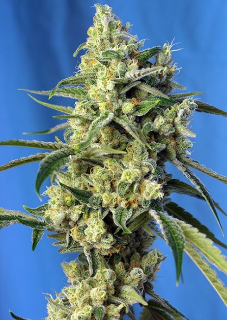 Sweet Seeds Sweet Amnesia Haze Feminised Seeds