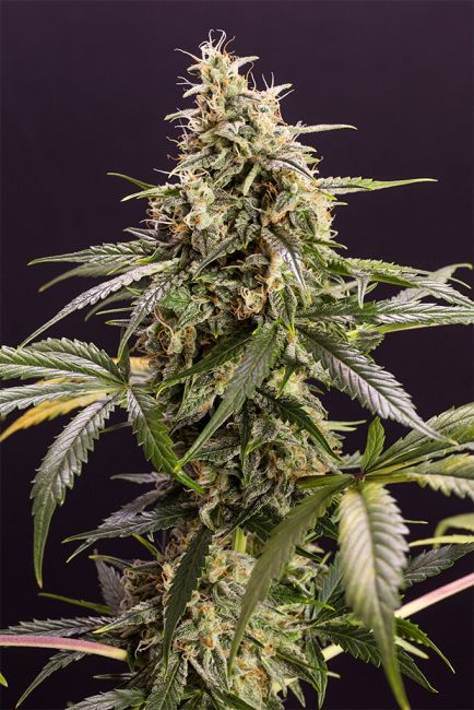 Humboldt Seed Org. Chem-Bomb Auto Feminised Seeds