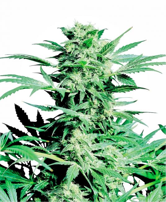 Sensi Seeds Shiva Skunk Regular Seeds