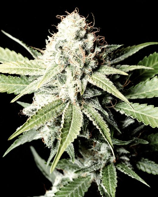 Greenhouse Seed Co. Great White Shark Feminised Seeds