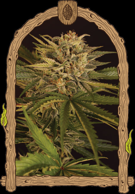 Exotic Seed Dr. Greenman Pure CBD Feminised Seeds