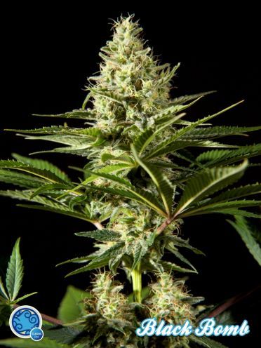 Philosopher Seeds Black Bomb Feminised Seeds