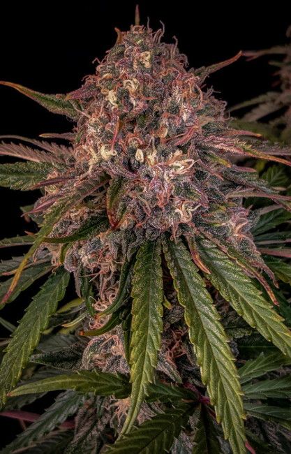 Mephisto Genetics Sour Crinkle Auto Feminised Seeds