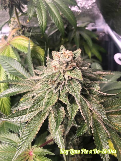 Philosopher Seeds Key Lime Pie x Do-Si-Dos Feminised Seeds (Limited Edition)