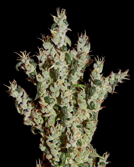 Greenhouse Seed Co. NL5 Haze Mist Feminised Seeds