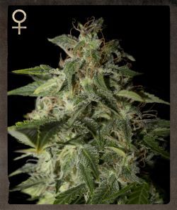 Greenhouse - Strain Hunters Afgooey Feminised Seeds