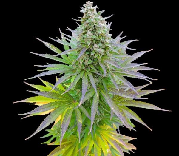 G13 Labs Blueberry Gum Feminised Seeds