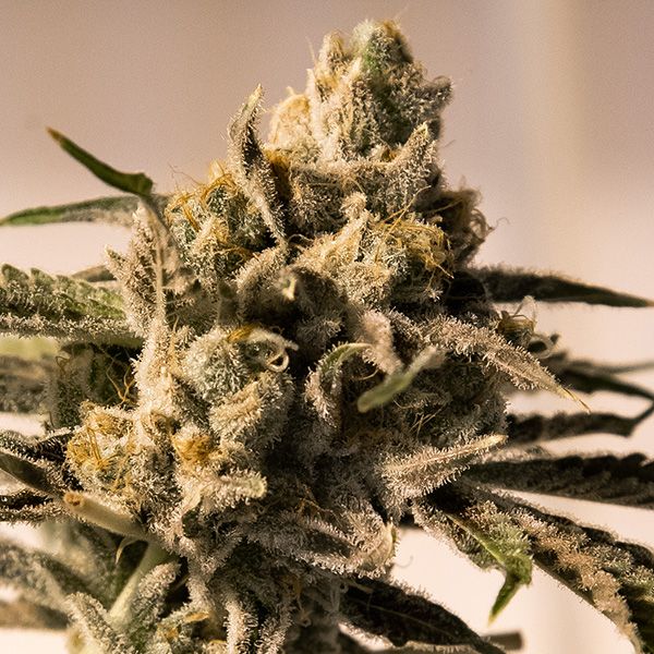 High Speed Buds Cherry Pie FAST Feminised Seeds