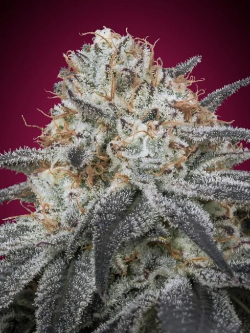 Advanced Seeds Slurricane Auto Feminised Seeds - 3+1 FREE SEED